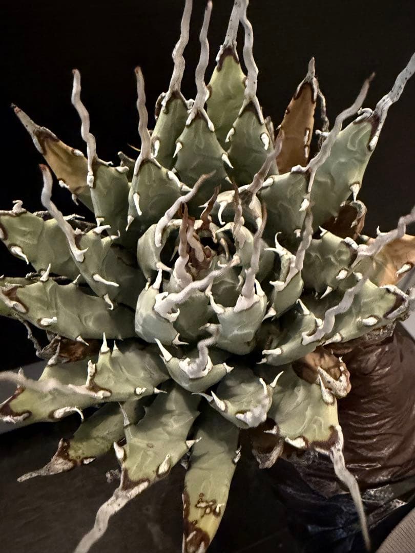 耐寒性アガベ エボリスピナ陽炎◇多肉サボテン南国ドライガーデン