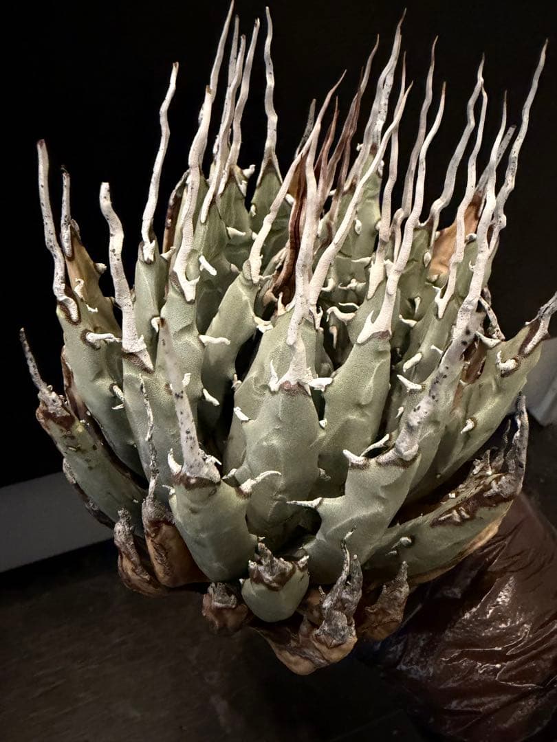 耐寒性アガベ エボリスピナ陽炎◇多肉サボテン南国ドライガーデン