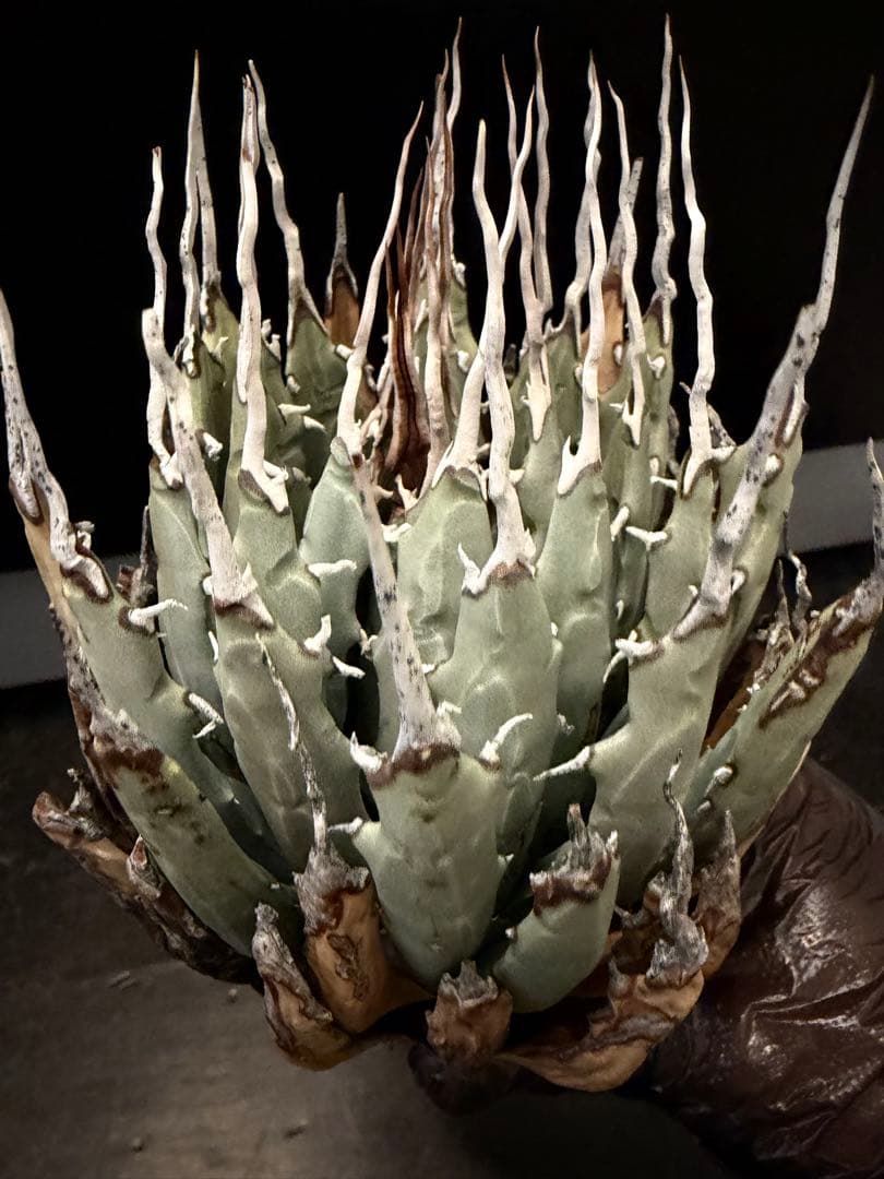 耐寒性アガベ エボリスピナ陽炎◇多肉サボテン南国ドライガーデン