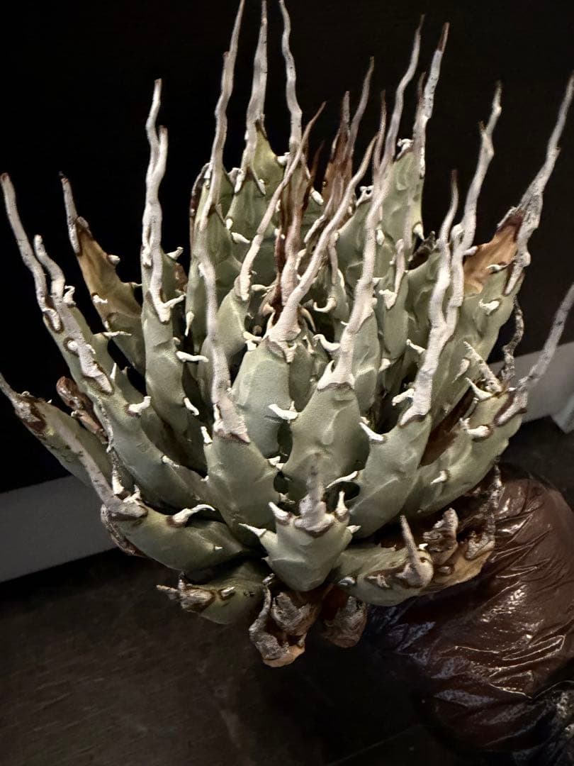 耐寒性アガベ エボリスピナ陽炎◇多肉サボテン南国ドライガーデン