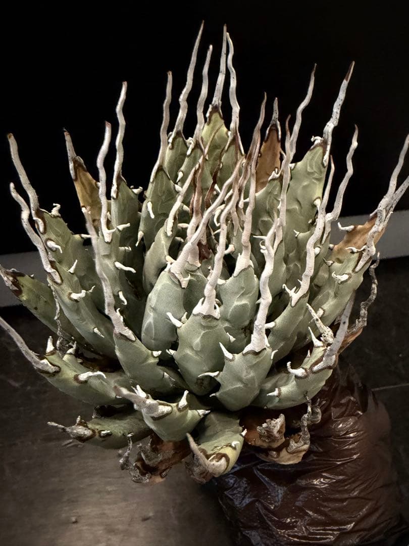 耐寒性アガベ エボリスピナ陽炎◇多肉サボテン南国ドライガーデン