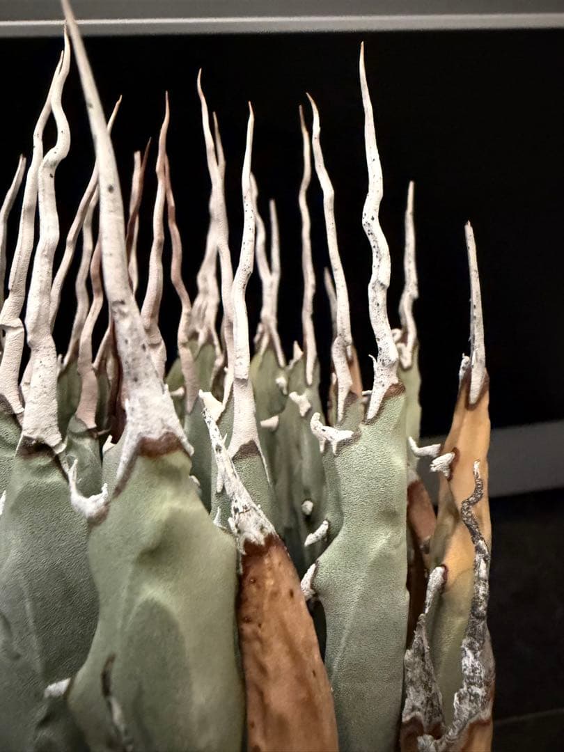 耐寒性アガベ エボリスピナ陽炎◇多肉サボテン南国ドライガーデン