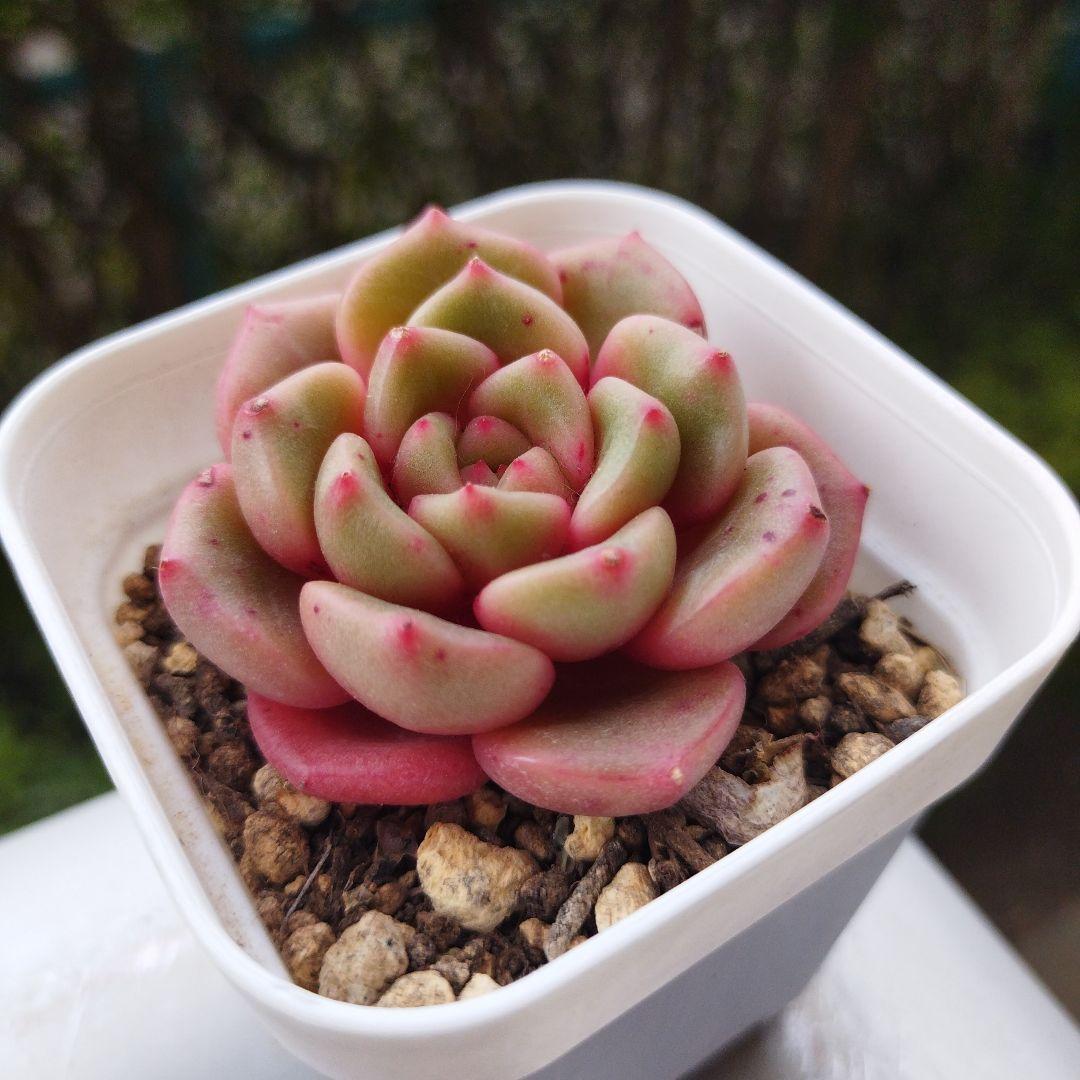 十六夜蒼❇️プロフ見てね❤❇️様 確認用