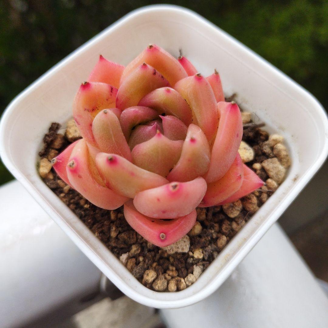 十六夜蒼❇️プロフ見てね❤❇️様 確認用