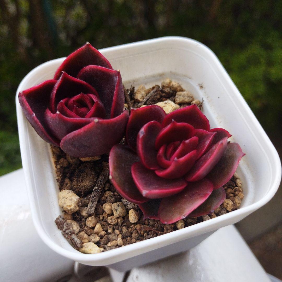 十六夜蒼❇️プロフ見てね❤❇️様 確認用