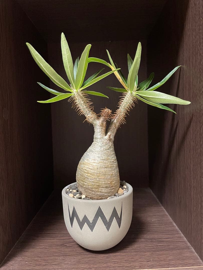 パキポディウム・グラキリス valiem青坊主　白肌　発根済　現地球