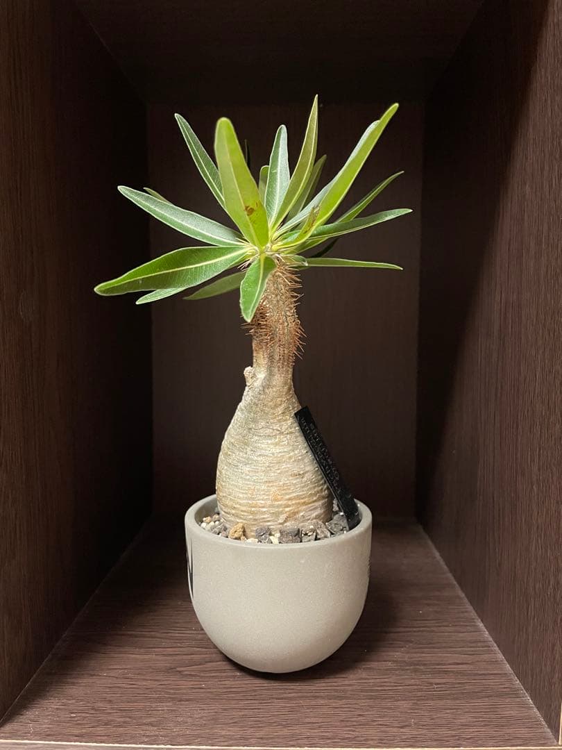 パキポディウム・グラキリス valiem青坊主　白肌　発根済　現地球