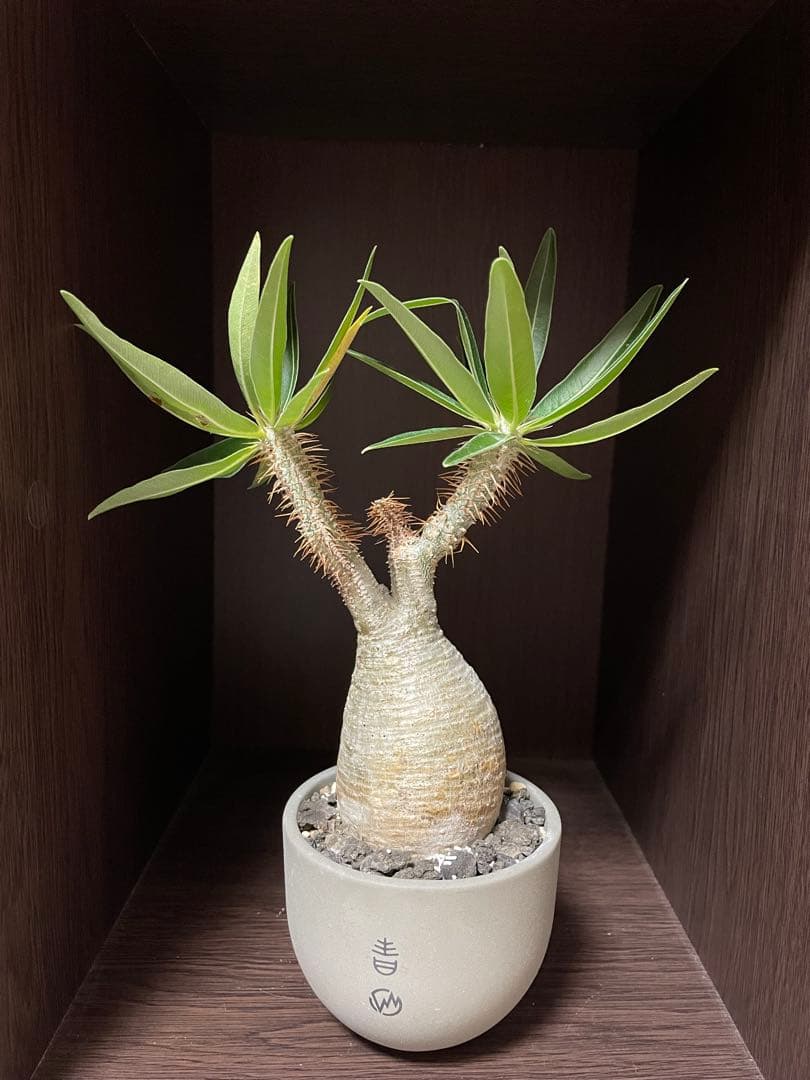 パキポディウム・グラキリス valiem青坊主　白肌　発根済　現地球