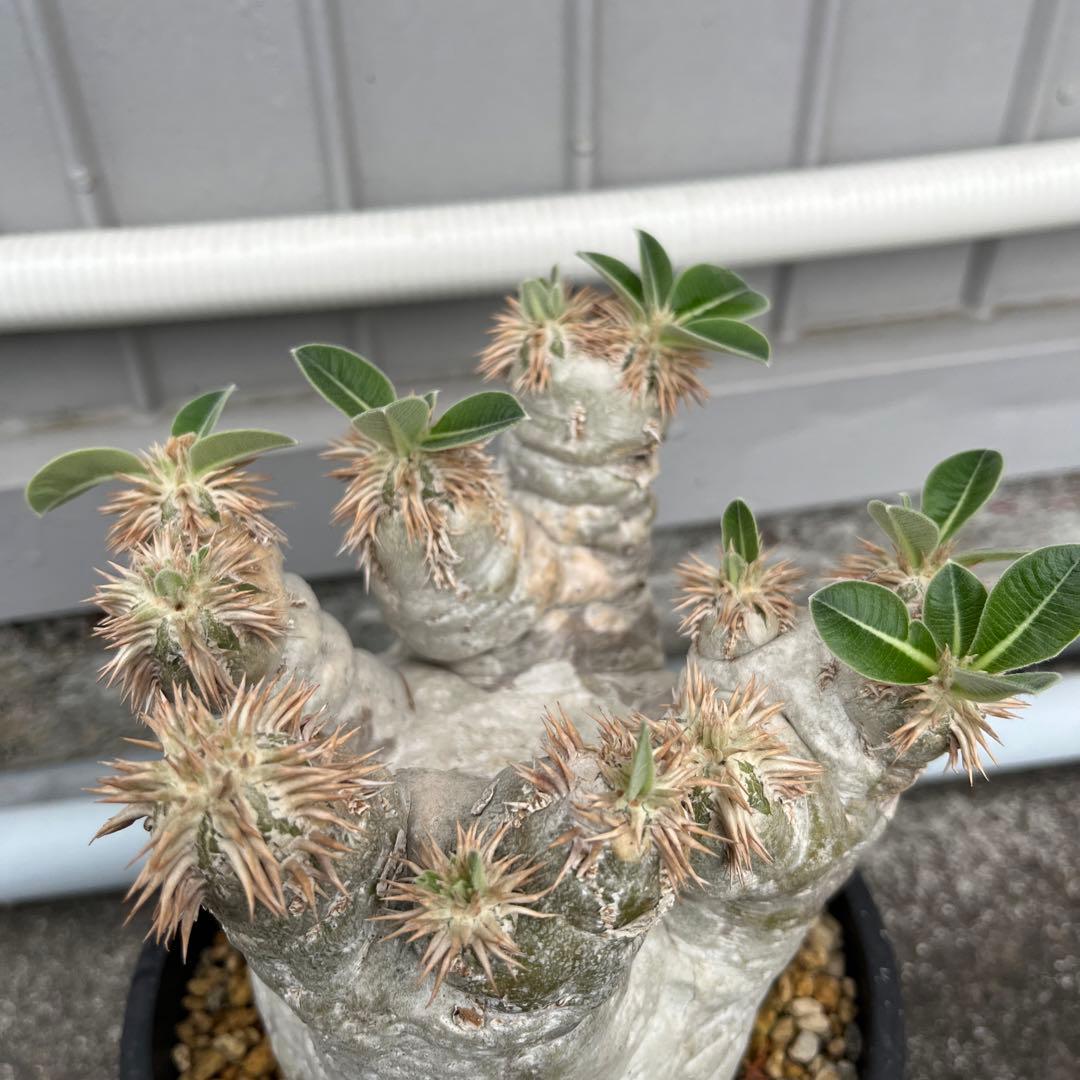 パキポディウム エブレネウム