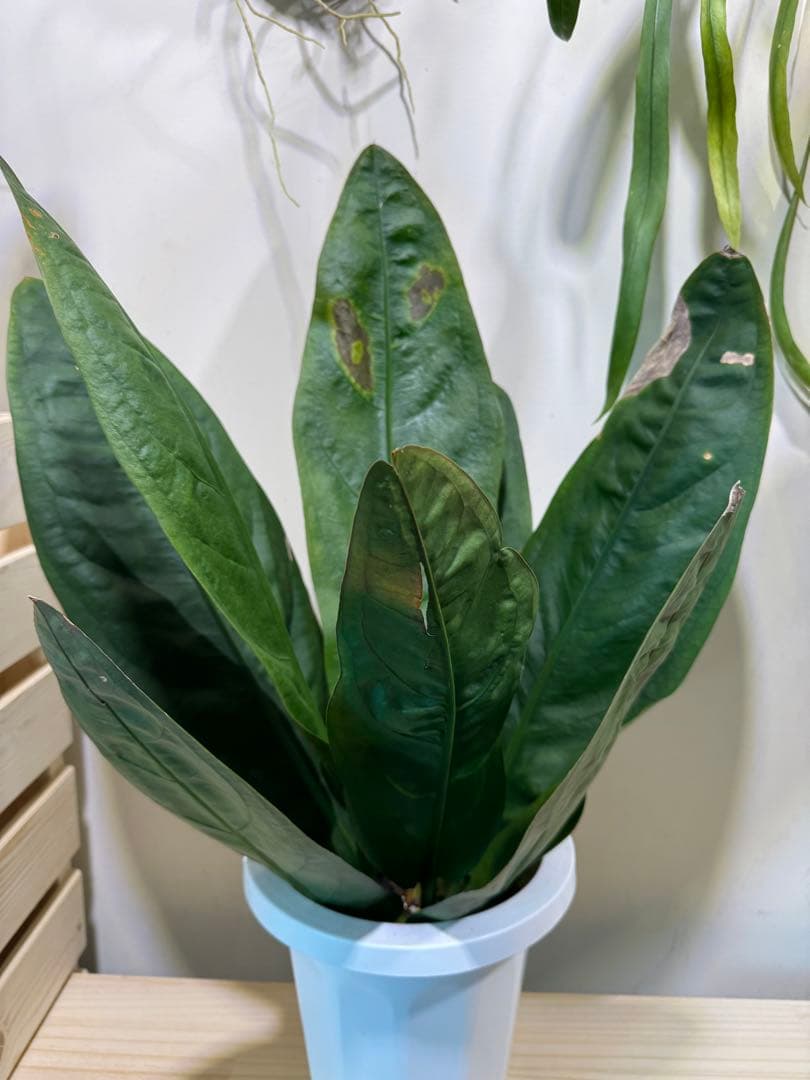 アンスリウム　スパーバム　Anthurium superbum
