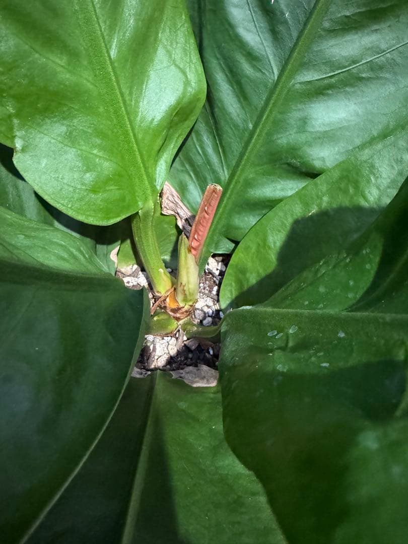 アンスリウム　スパーバム　Anthurium superbum