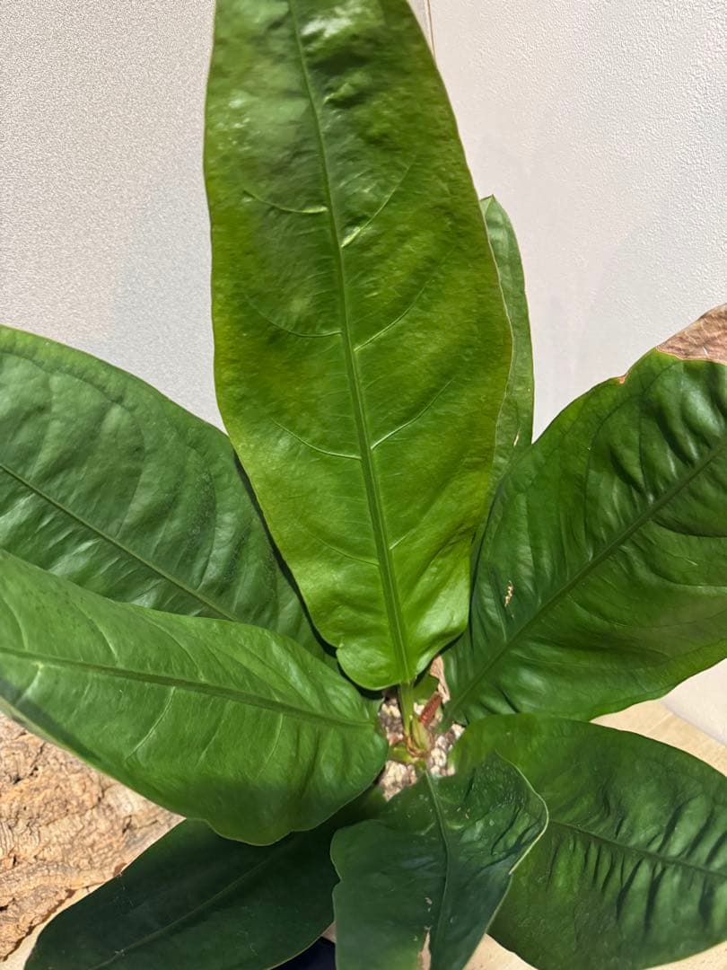 アンスリウム　スパーバム　Anthurium superbum