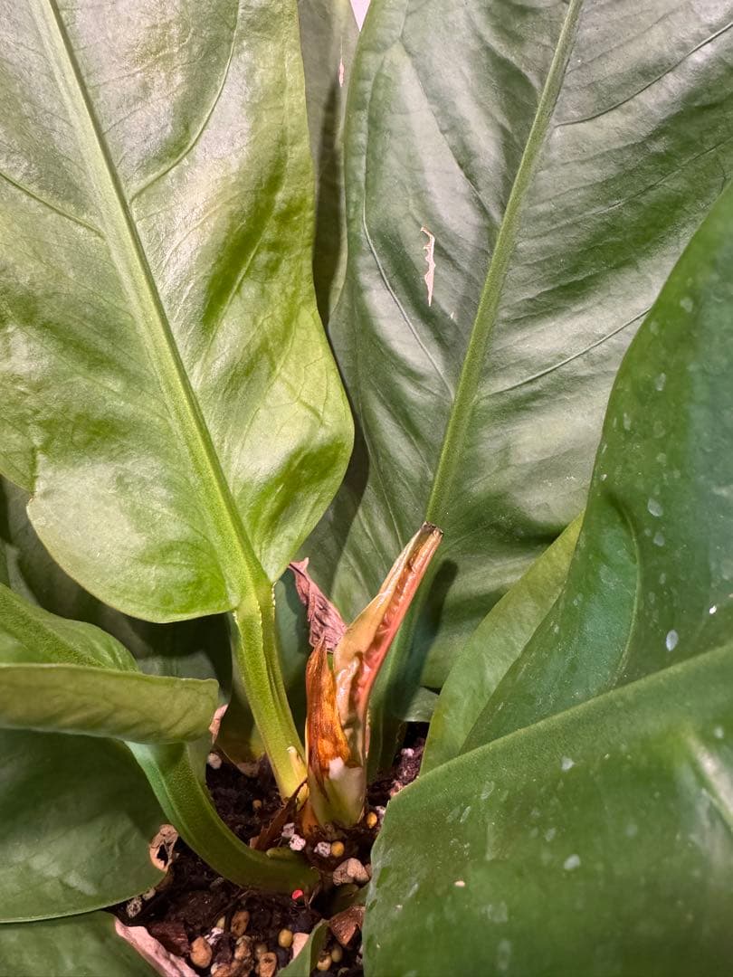 アンスリウム　スパーバム　Anthurium superbum