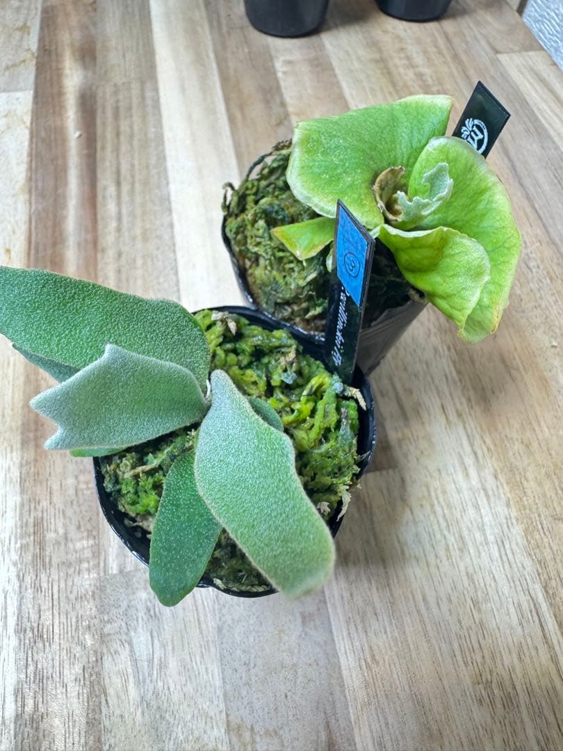 willinckii Fly ドワーフ確定　③ オマケ