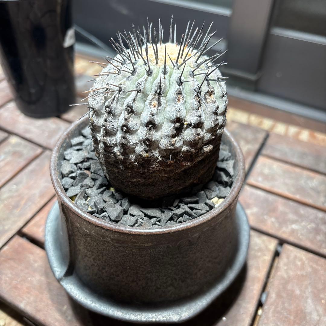 週末値下げ！ 特価！！黒王丸　現地球　鉢付き