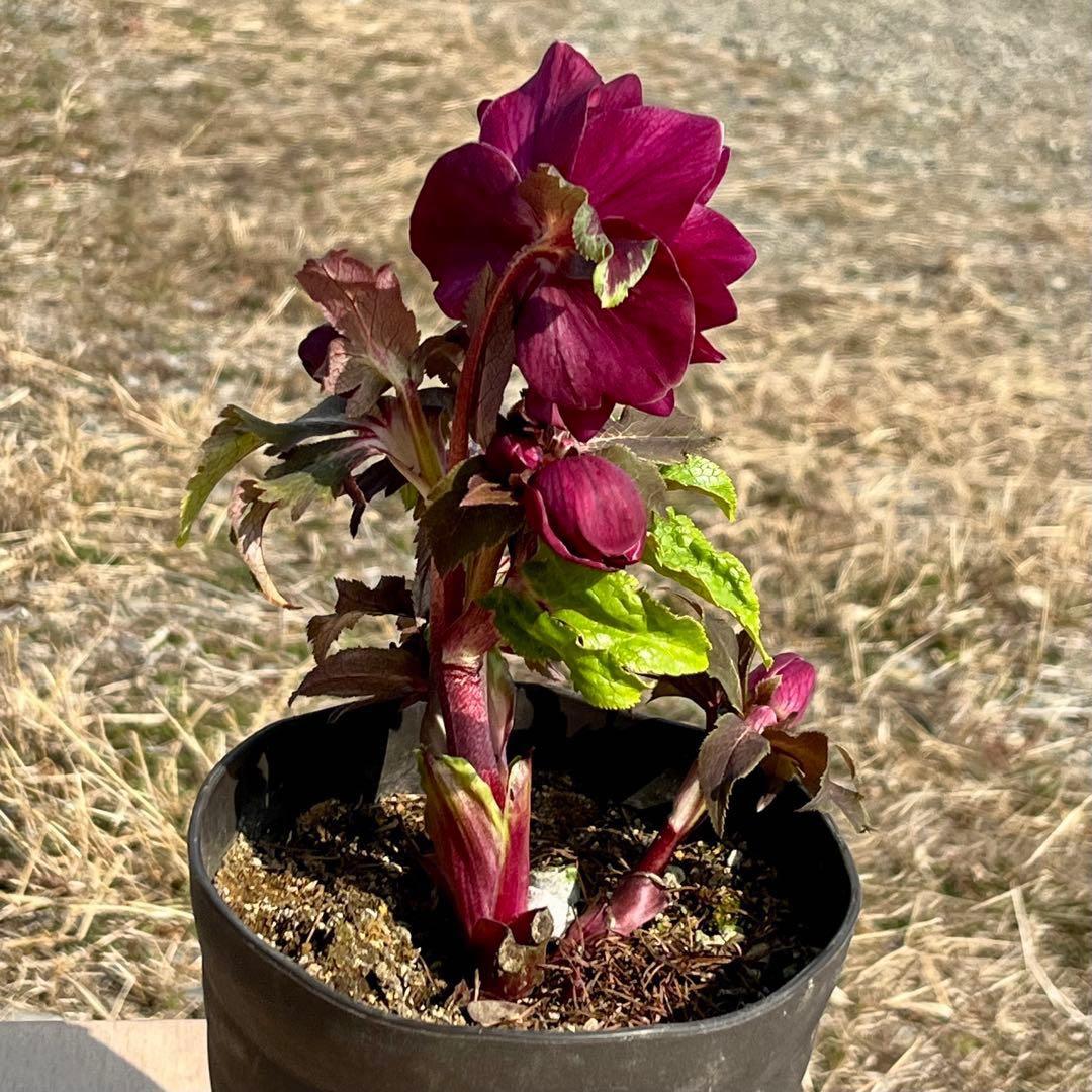 r*o様 3512☘️蕾花付き☘️極上☘️⭐️キラキラ光線⭐️レッド⭐️多花性⭐