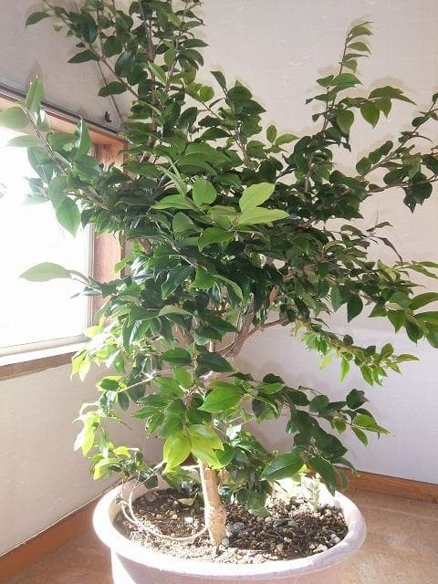 ジャボチカバ 苗 【四季成り性】 10年生 接ぎ木 大苗 苗木 大葉品種