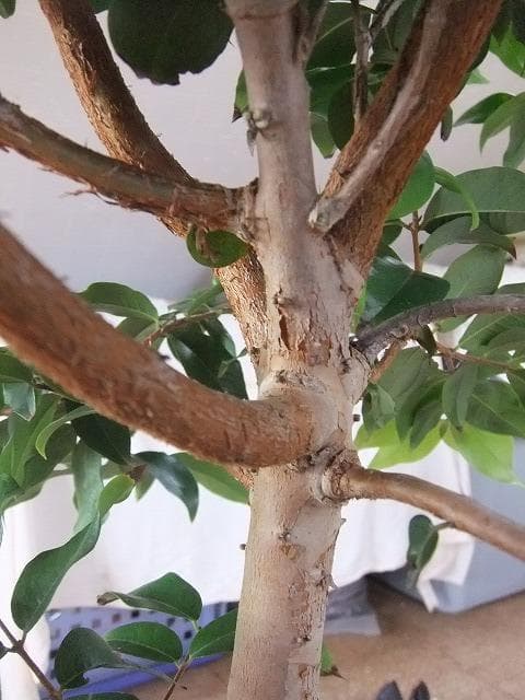 ジャボチカバ 苗 【四季成り性】 10年生 接ぎ木 大苗 苗木 大葉品種