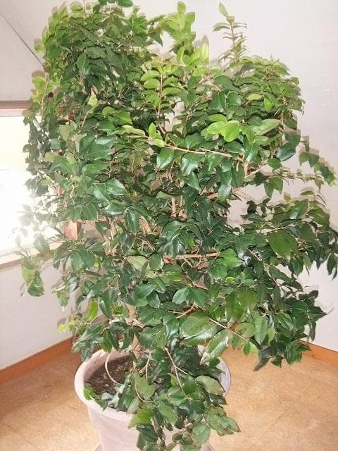 ジャボチカバ 苗 【四季成り性】 10年生 接ぎ木 大苗 苗木 大葉品種