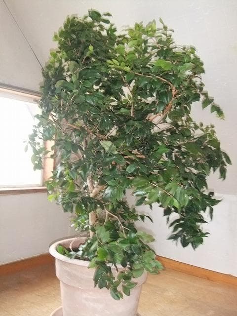 ジャボチカバ 苗 【四季成り性】 10年生 接ぎ木 大苗 苗木 大葉品種