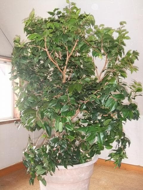 ジャボチカバ 苗 【四季成り性】 10年生 接ぎ木 大苗 苗木 大葉品種