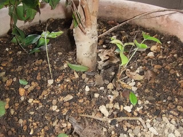 ジャボチカバ 苗 【四季成り性】 10年生 接ぎ木 大苗 苗木 大葉品種