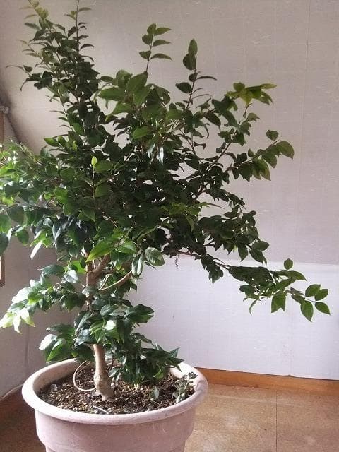 ジャボチカバ 苗 【四季成り性】 10年生 接ぎ木 大苗 苗木 大葉品種