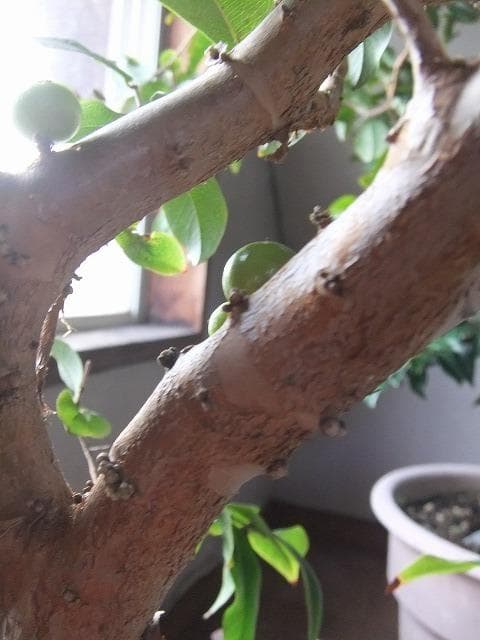 ジャボチカバ 苗 【四季成り性】 10年生 接ぎ木 大苗 苗木 大葉品種