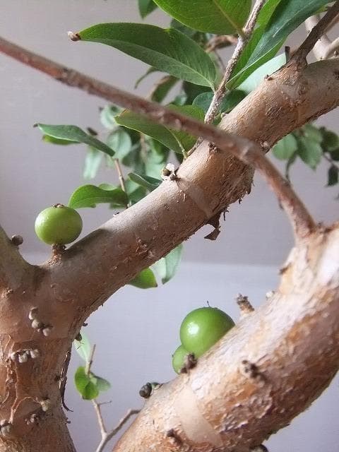 ジャボチカバ 苗 【四季成り性】 10年生 接ぎ木 大苗 苗木 大葉品種