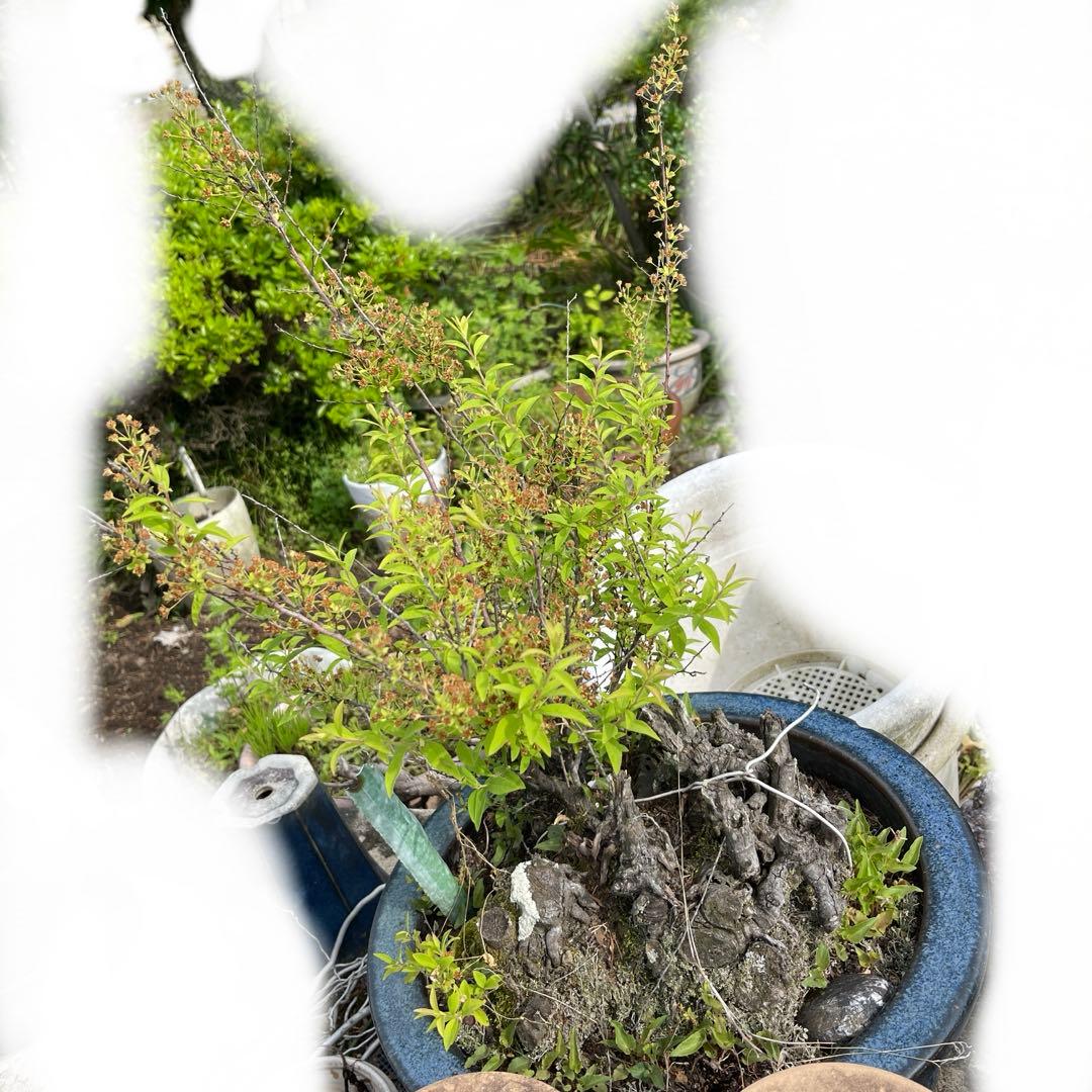 盆栽 Japanese bonsai