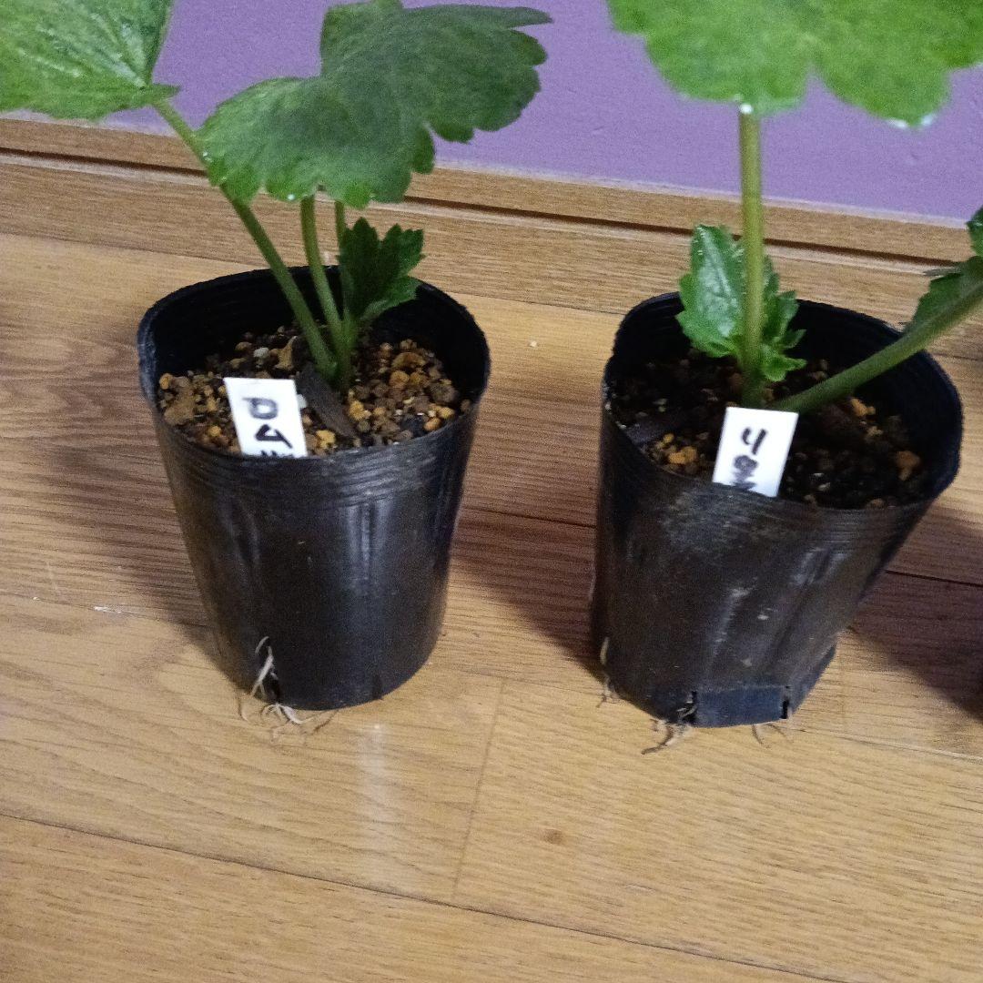 ラナンキュラスラックス 芽出し苗 6種セット！⑪