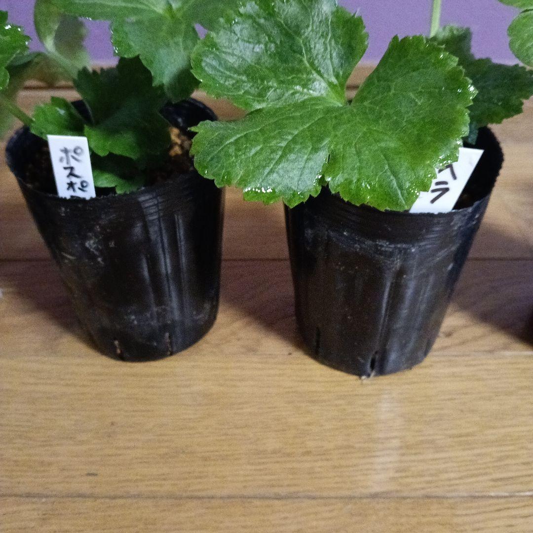 ラナンキュラスラックス 芽出し苗 6種セット！⑪