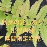 ワケアリ 中⑭ 品種不明シダ