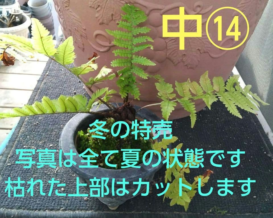 ワケアリ 中⑭ 品種不明シダ