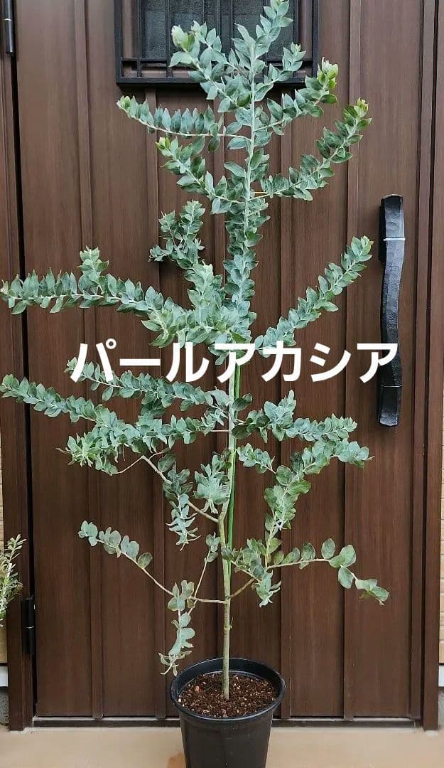 パールアカシア　8号スリット鉢植え　苗　ミモザ