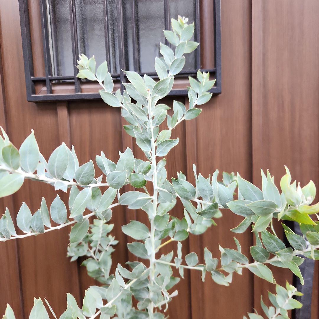 パールアカシア　8号スリット鉢植え　苗　ミモザ