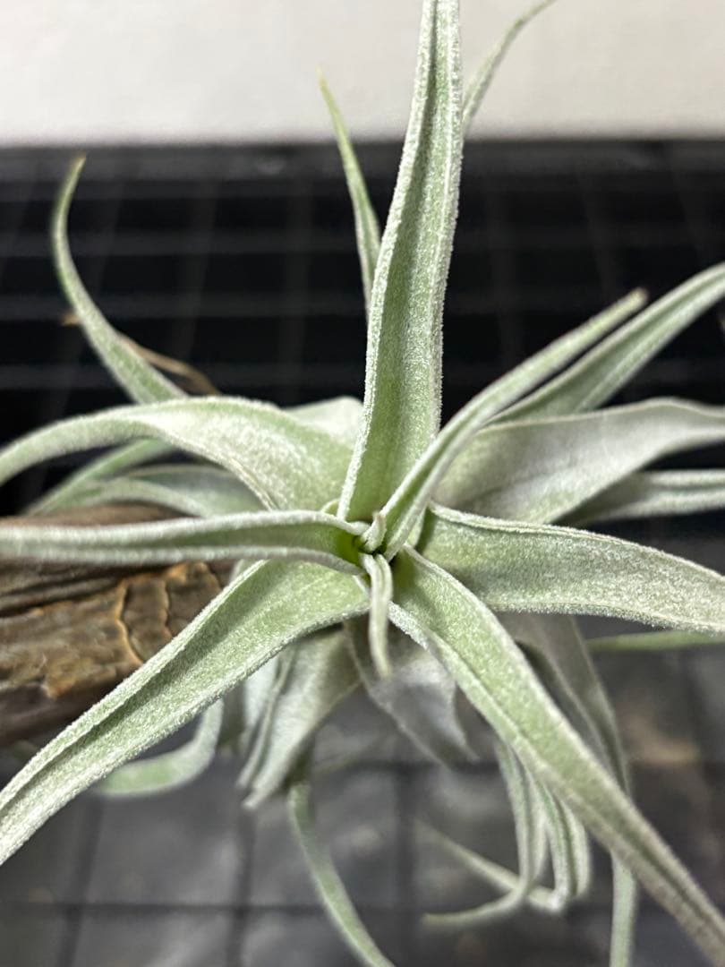 Tillandsia Lucille チランジア ルシール