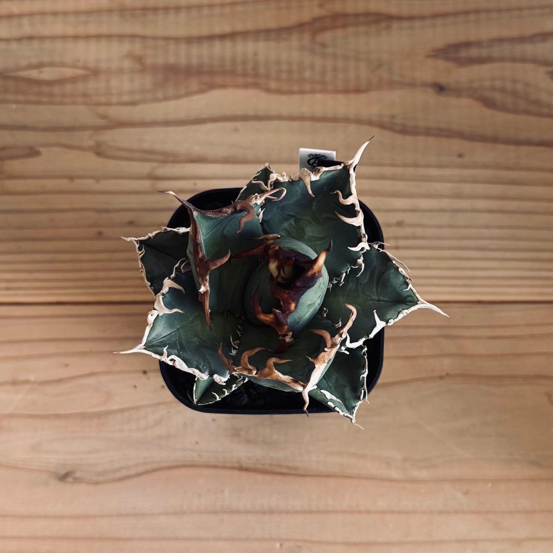 アガベ　チタノタ　台湾ゴジラ　GODZILLA　検）オアハカ　皇冠　ホオジロザメ