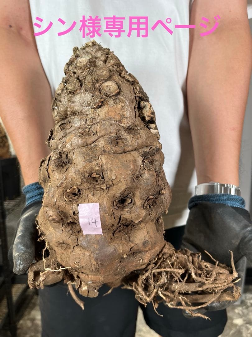 14 ムランジーナ