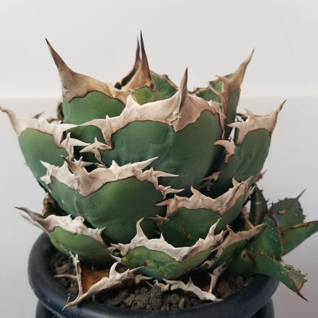 アガベ　チタノタ　オテロイ