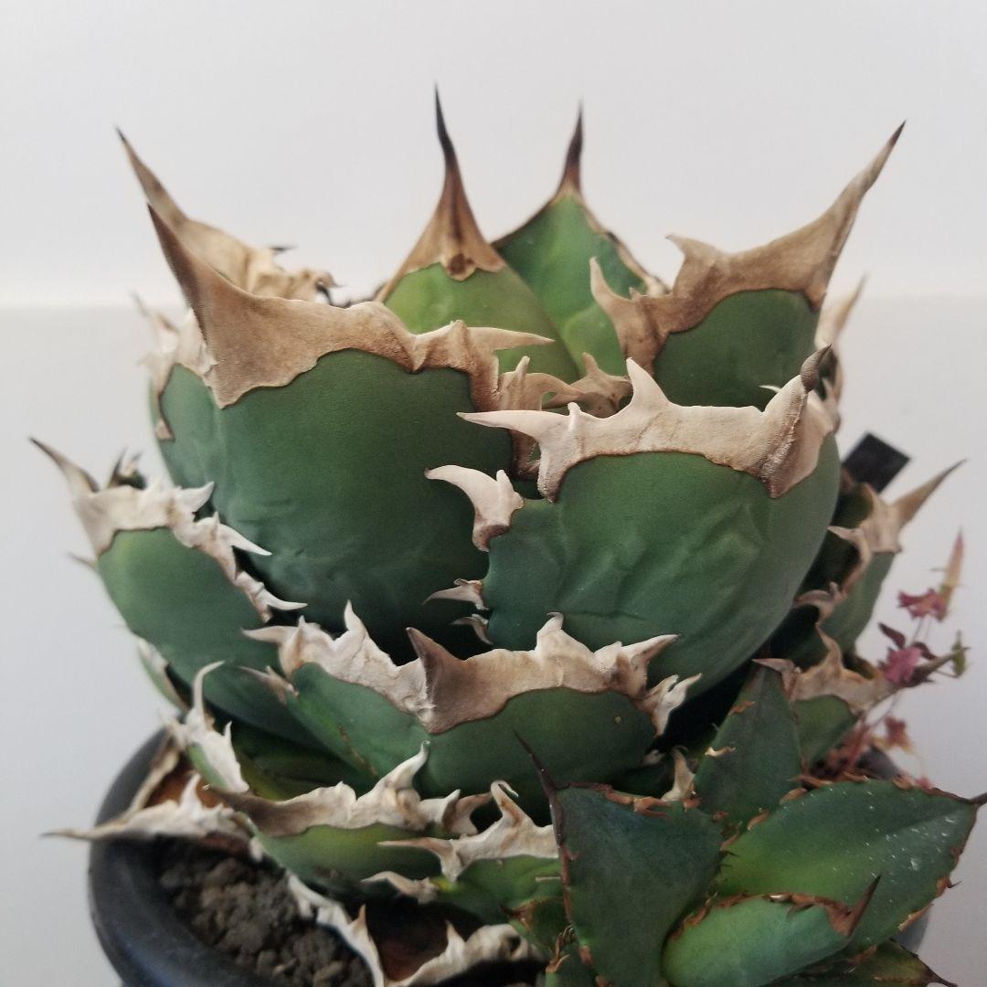 アガベ　チタノタ　オテロイ