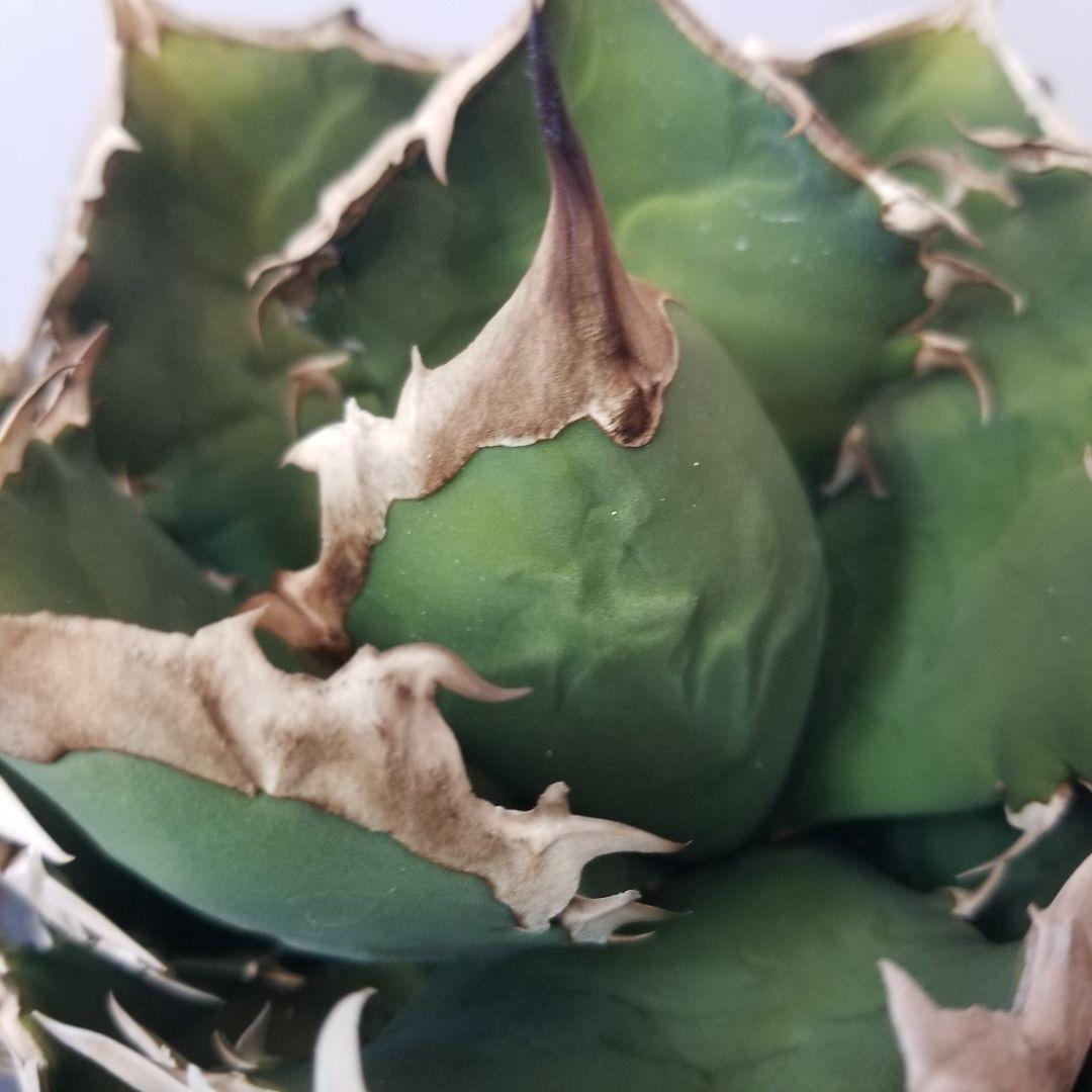 アガベ　チタノタ　オテロイ