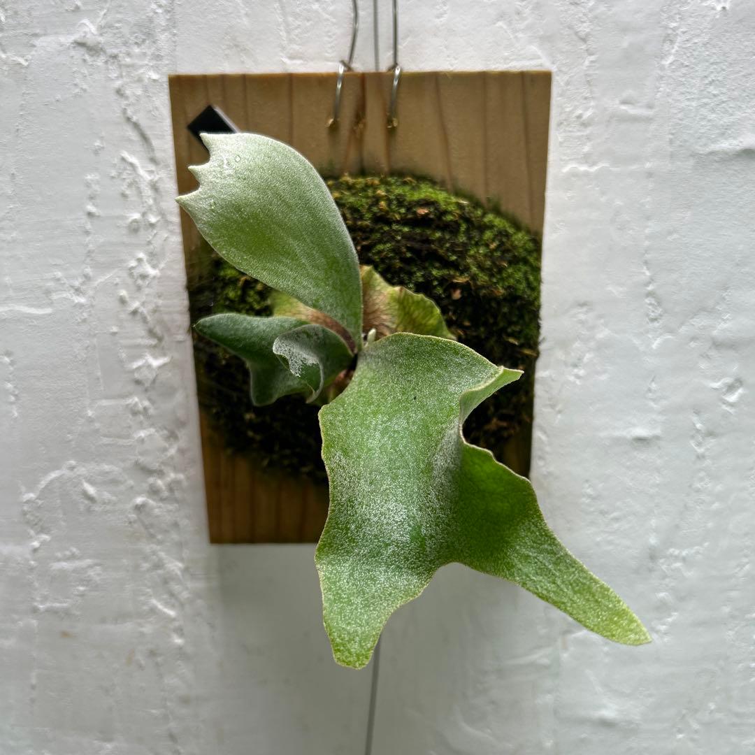 Ginka original pup ビカクシダ