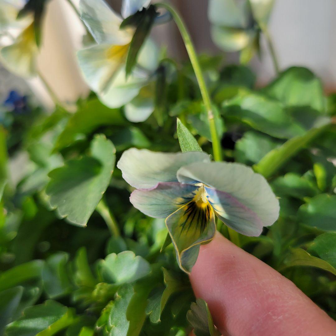 すみれ図鑑①虹色ブルー系