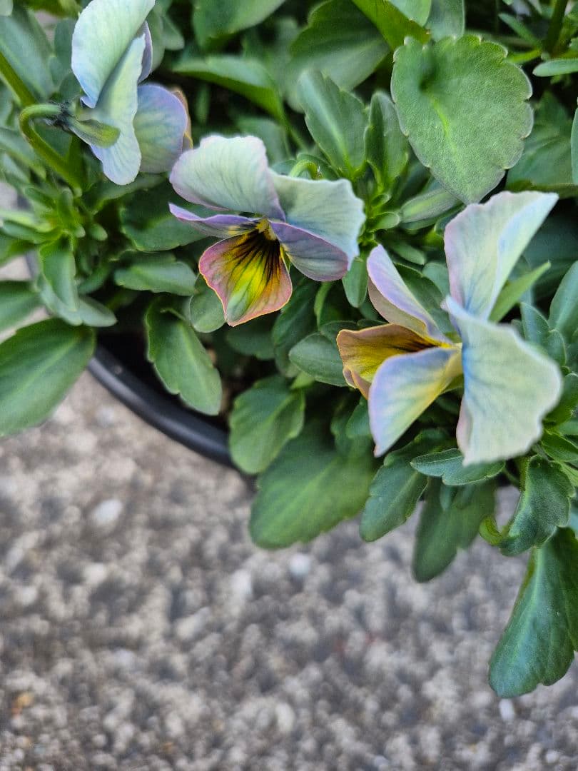 すみれ図鑑①虹色ブルー系