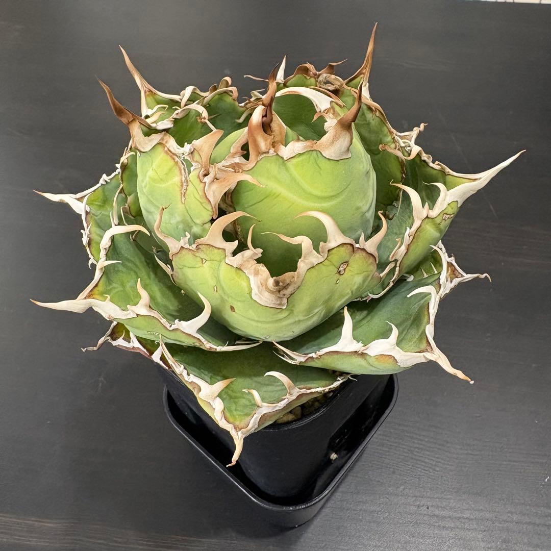 アガベ チタノタ 白鯨牡丹 鉢ごと①