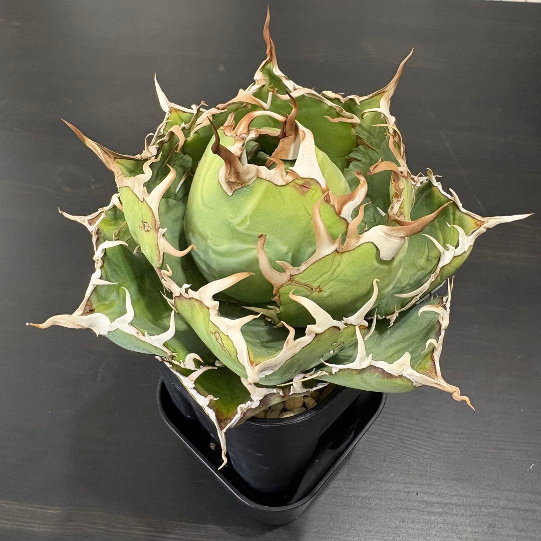 アガベ チタノタ 白鯨牡丹 鉢ごと①