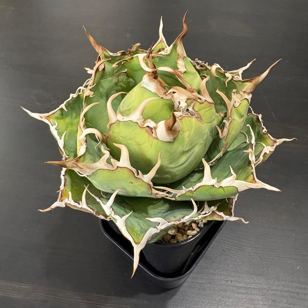アガベ チタノタ 白鯨牡丹 鉢ごと①