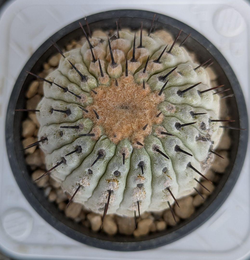 コレクション株！　コピアポア　コルムナアルバ　超美株　発根済！