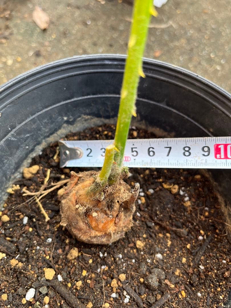 タイシルバー　希少種　サイカス ソテツ　シアメンシス　蘇鉄